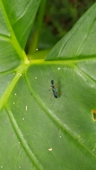 Neocollyris