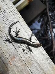 Cryptoblepharus novocaledonicus