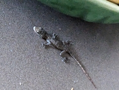 Hemidactylus garnotii