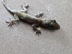 Hemidactylus garnotii