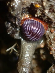 Pseudopusula californiana