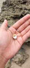 Nerita plicata