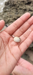 Nerita plicata