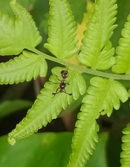 Cyrtodiopsis dalmanni