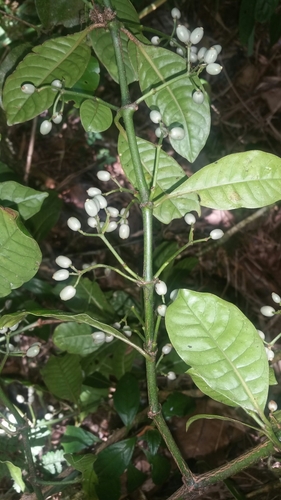 Psychotria oreotrephes