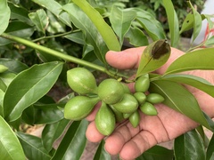 Artabotrys hexapetalus