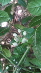 Psychotria oreotrephes image