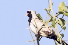 Oena capensis capensis