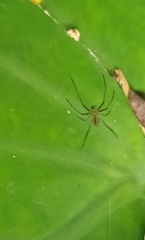 Leucauge celebesiana