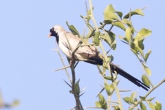 Oena capensis capensis