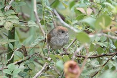 Sinosuthora alphonsiana