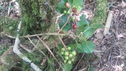 Gallienia sclerophylla image