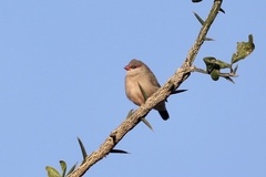 Estrilda troglodytes