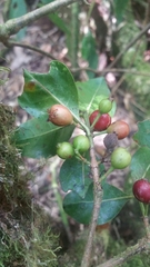 Gallienia sclerophylla image