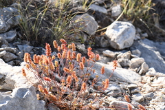 Acalypha neomexicana
