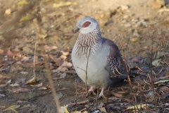 Columba guinea guinea