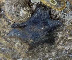 Meridiastra