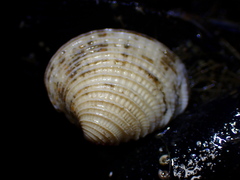 Chione undatella