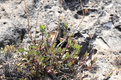 Penstemon baccharifolius