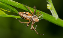 Oxyopes amoenus