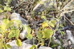 Physalis hederifolia