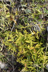 Tragia ramosa