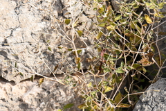 Mentzelia oligosperma