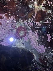 Anthopleura artemisia