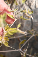 Mentzelia oligosperma