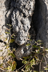 Mentzelia oligosperma