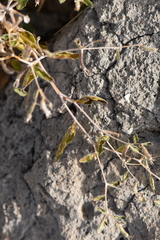 Mentzelia oligosperma