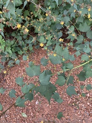 Triumfetta semitriloba