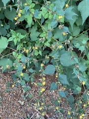 Triumfetta semitriloba