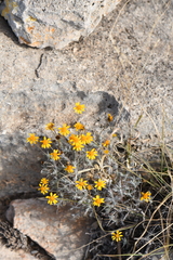 Thymophylla setifolia