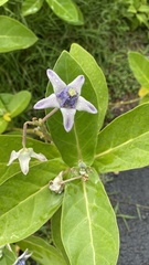 Calotropis gigantea