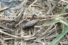 Teleogryllus