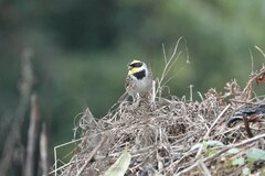 Emberiza elegans