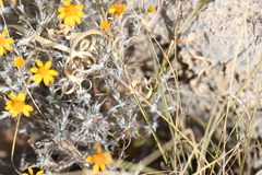 Thymophylla setifolia