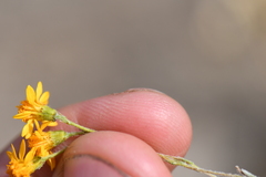 Thymophylla setifolia