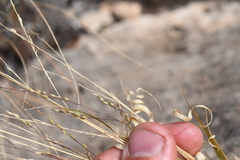 Panicum hallii