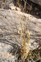 Panicum hallii