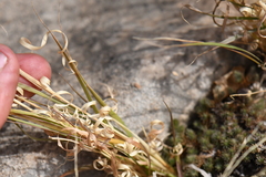 Panicum hallii