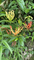 Gloriosa