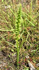 Microtis arenaria