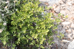 Fraxinus greggii