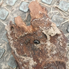 Dastarcus helophoroides