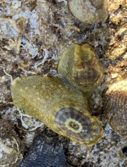 Amblychilepas nigrita