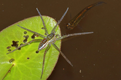 Dolomedes facetus