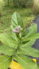 Calotropis gigantea