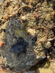 Amblychilepas nigrita